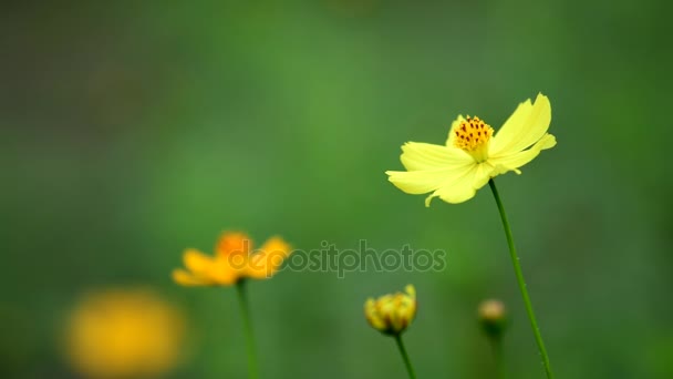Fleur cosmos jaune dans le vent au champ cosmos . 