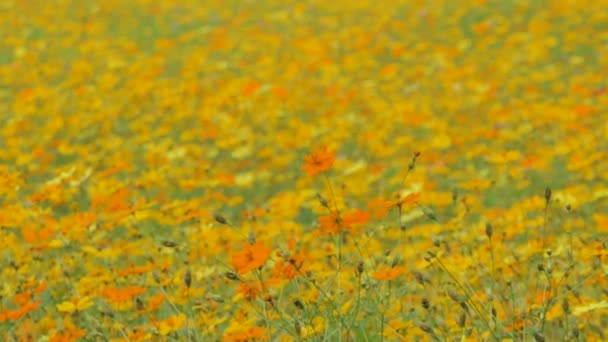 Laranja Flor Cosmos Vento Campo Cosmos Zoom Conceito — Vídeo de Stock