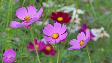 Pembe cosmos çiçek cosmos Field'da rüzgarda.