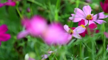 Pembe cosmos çiçek cosmos Field'da rüzgarda. kavram odak.