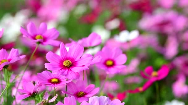 Pink Cosmos Flower Wind Cosmos Field — Stock Video