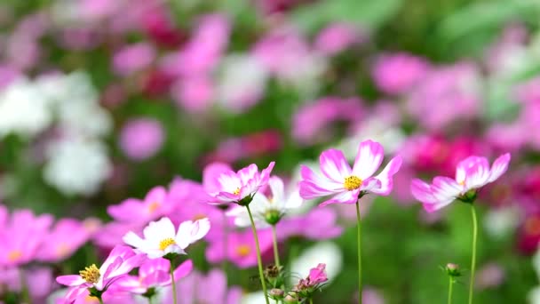 Pembe Cosmos Çiçek Cosmos Field Rüzgarda — Stok video