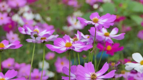Pink Cosmos Flower Wind Cosmos Field — Stock Video