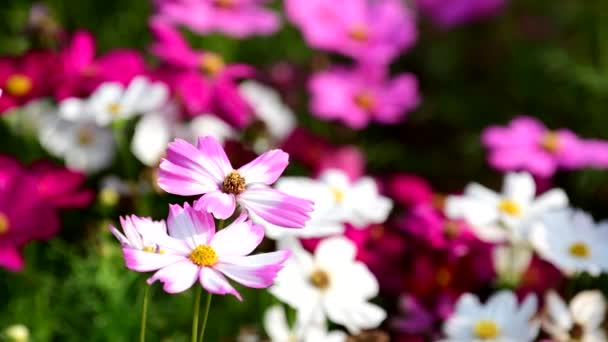 Pembe Cosmos Çiçek Cosmos Field Rüzgarda — Stok video