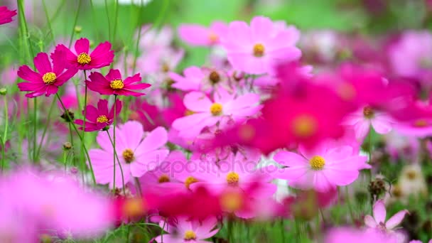 Pembe Cosmos Çiçek Cosmos Field Rüzgarda Kavram Odak — Stok video