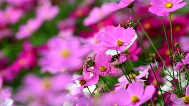 Pembe cosmos çiçek cosmos Field'da rüzgarda. kavram odak.