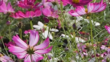 Pembe cosmos çiçek cosmos Field'da rüzgarda. kavramı kaydırma.
