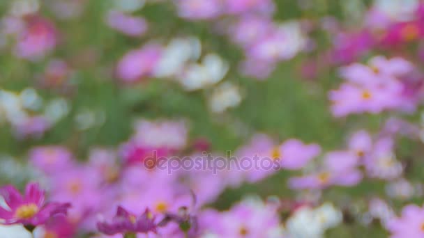 Fleur cosmos rose dans le vent au champ cosmos. panoramique de concept .