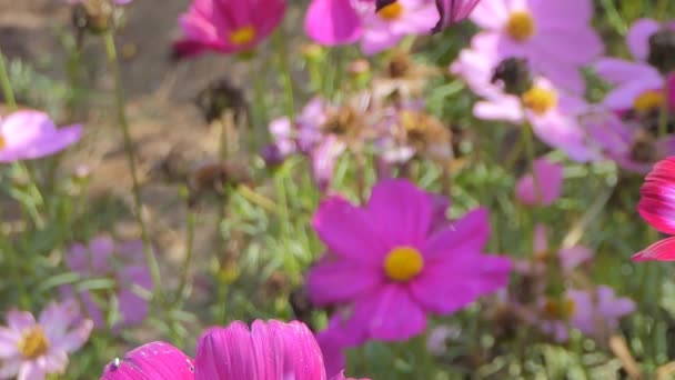 Rosa Kosmosblüte Wind Kosmosfeld Konzept Schwenken — Stockvideo