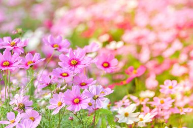 Pembe cosmos çiçek cosmos alanındaki.