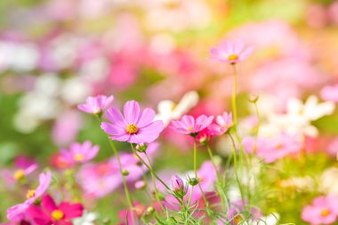 Pembe cosmos çiçek cosmos alanındaki.