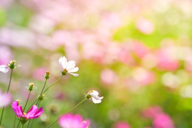 Pembe cosmos çiçek cosmos alanındaki.