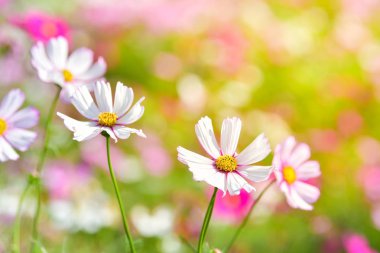 Cosmos alanındaki beyaz cosmos çiçek.