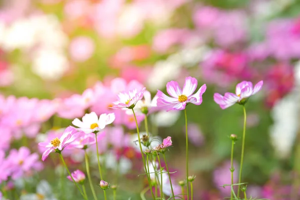 Pink cosmos flower in cosmos field.