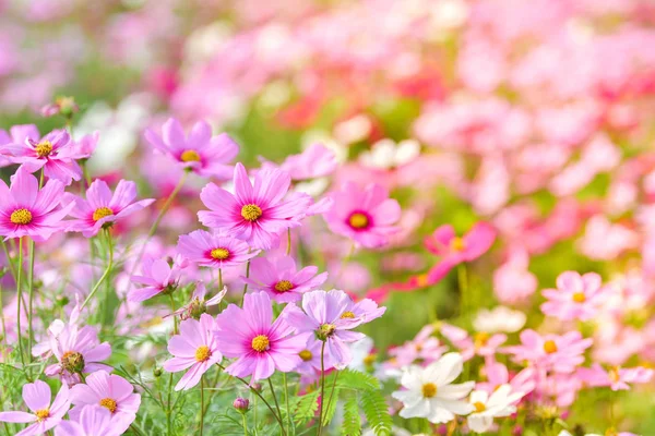 Pink cosmos flower in cosmos field. — Stock Photo, Image