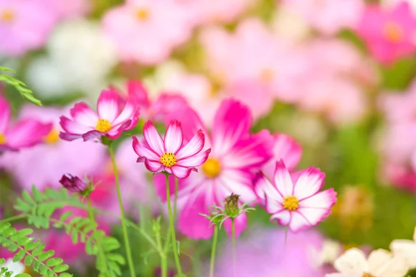 Pink cosmos flower in cosmos field. — Stock Photo, Image