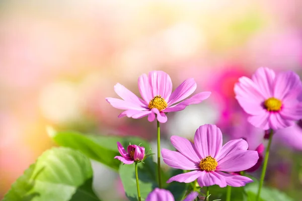 Fiore di cosmo rosa in campo cosmo . — Foto Stock