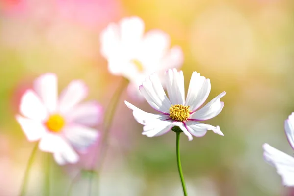 Kozmosz mezőben fehér cosmos virág. — Stock Fotó