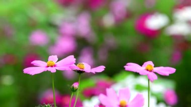 Bahçede çiçek açan güzel pembe cosmos çiçek.