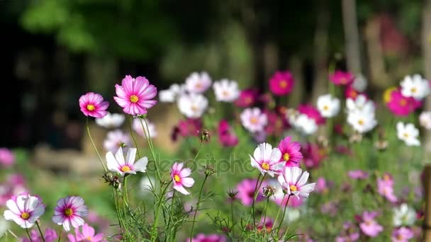 Hermosa Flor Rosa Cosmos Floreciendo Jardín — Vídeo de stock