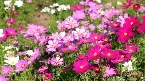 美丽的粉红色宇宙花盛开在花园 — 图库视频影像