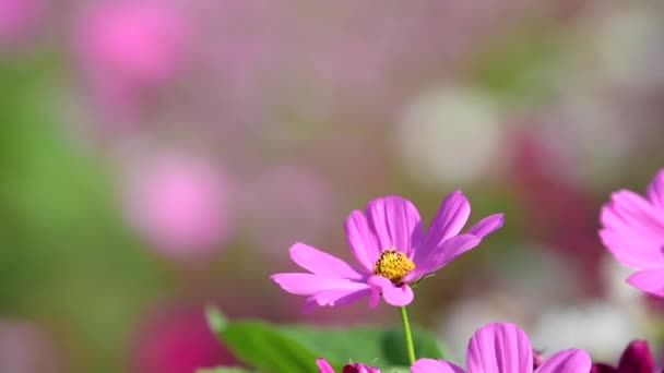 美丽的粉红色宇宙花盛开在花园 — 图库视频影像