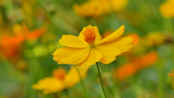 Beautiful Yellow Cosmos Flower Blooming Garden — Stock Video