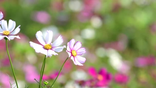 Hermosa Flor Rosa Cosmos Floreciendo Jardín — Vídeos de Stock