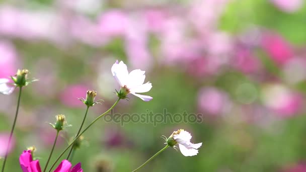 Schöne Weiße Kosmos Blume Blüht Garten — Stockvideo