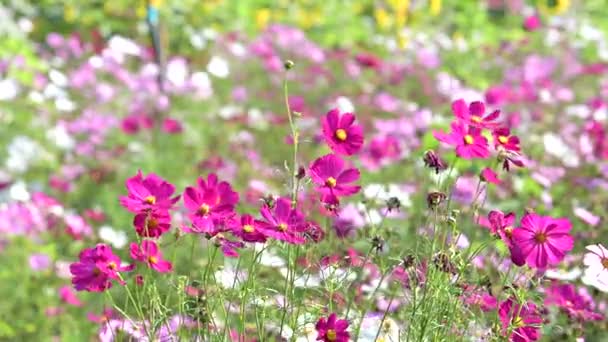 Vackra Rosa Kosmos Blomma Blommar Trädgården — Stockvideo