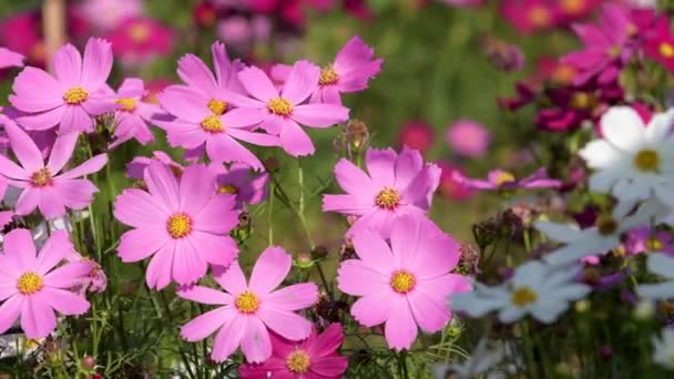 Mooie Roze Kosmos Bloem Bloeien Tuin — Stockvideo