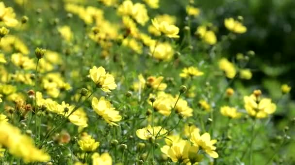 Hermosa Flor Del Cosmos Amarillo Floreciendo Jardín — Vídeo de stock