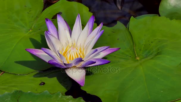 莲花在泰国农村的池塘中蓬勃发展 — 图库视频影像