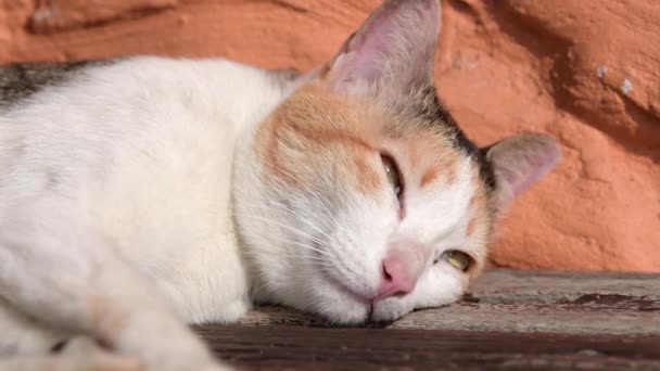 Nettes Kätzchen Schläft Bei Sonnigem Sommertag Auf Holzboden — Stockvideo