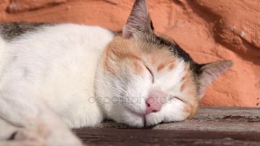Şirin yavru kedi üstünde ahşap uyumak yaz, güneşli günde cezalandırır.
