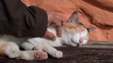 Şirin yavru kedi üstünde ahşap uyumak yaz, güneşli günde cezalandırır.
