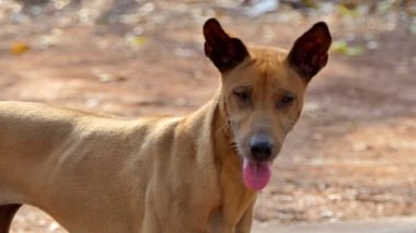 Köpek vücut gaunt sokak canlı yol kenarı, Sigara sahip olması. Tayland yerel köpek.
