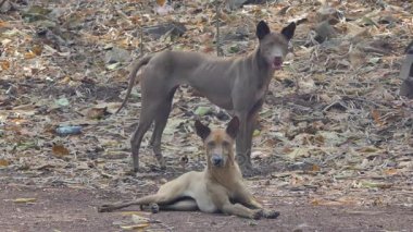 Köpek vücut gaunt sokak canlı yol kenarı, Sigara sahip olması. Tayland yerel köpek.