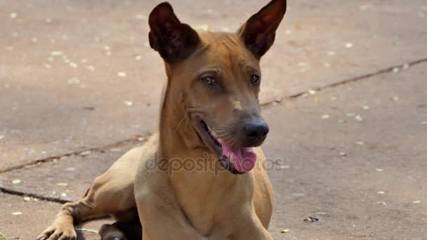 Stray Dog Body Gaunt Live Roadside Non Have Owner Native — Stock Video