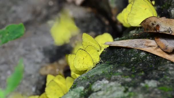 热带雨林岩石上的小草黄蝶 Eurema 布丽奇塔 — 图库视频影像
