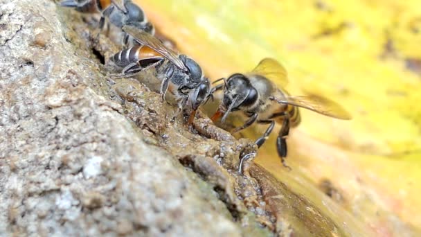 许多条纹蜜蜂成群地在热带雨林的池塘边吃矿物质 — 图库视频影像