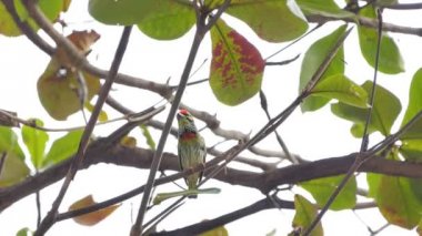 Tropikal yağmur ormanlarında ağaçta coppersmith kaniş kuşu (Megalaima haemacephala).