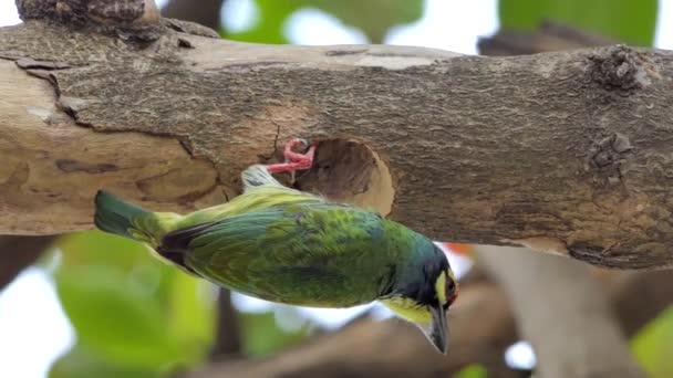 Barbet Coppersmith Ptak Megalaima Haemacephala Wiercenia Drewno Puste Dla Nowe — Wideo stockowe