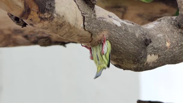 Мідник Вербета Птаха Megalaima Haemacephala Буріння Деревини Порожнисті Нових Гніздо — стокове відео