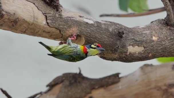 Coppersmith Barbet Bird Megalaima Haemacephala Perforando Hueco Madera Para Nuevo — Vídeo de stock