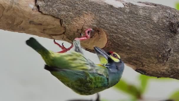 Kupferschmied Berberitzenvogel Megalaima Haemacephala Beim Bohren Der Holzmulde Für Ein — Stockvideo