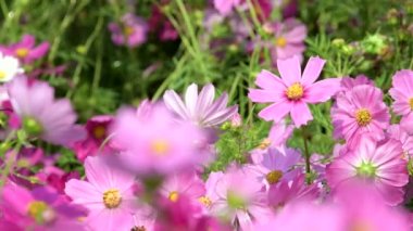 Pembe cosmos çiçek cosmos Field'da rüzgarda odak kayması. 