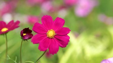 Kırmızı cosmos çiçek cosmos Field'da rüzgarda. Doğa arka planları.