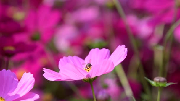 Bijen Houden Stuifmeel Van Roze Kosmos Bloem Gebied Van Kosmos — Stockvideo