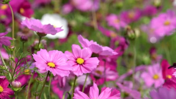 Rosa Kosmos Blomma Vinden Kosmos Field — Stockvideo